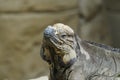 Rhinoceros iguana, looking out Royalty Free Stock Photo