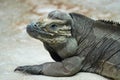 Rhinoceros iguana looking out Royalty Free Stock Photo