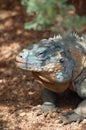 Rhinoceros Iguana Portrait Royalty Free Stock Photo