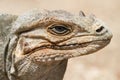 A rhinoceros iguana portrait