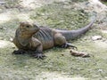 Rhinoceros iguana Royalty Free Stock Photo