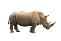 Rhinoceros isolated Royalty Free Stock Photo