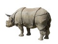 Rhinoceros isolated on white b Royalty Free Stock Photo