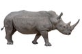 Rhinoceros isolated on white background. Royalty Free Stock Photo