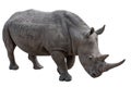 Rhinoceros isolated on white background. Royalty Free Stock Photo