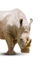 Rhinoceros isolated Royalty Free Stock Photo