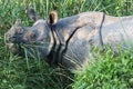 Rhinoceros in jungle Royalty Free Stock Photo