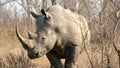 Rhinoceros, Kruger National Park, South Africa