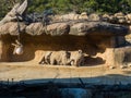 Rhinoceros Lovers under the rock on a sunny day Royalty Free Stock Photo