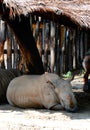 Rhinoceros Lying on the Ground Royalty Free Stock Photo