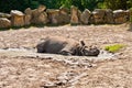 Rhinoceros lying in mud
