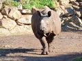Rhinoceros in move - portrait Royalty Free Stock Photo