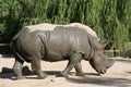 Rhinoceros after mud bath Royalty Free Stock Photo