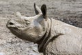 Rhinoceros after a mud bath Royalty Free Stock Photo