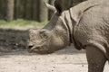 Rhinoceros after a mud bath Royalty Free Stock Photo