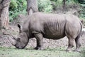 Rhinoceros at Mysore zoo (India) Royalty Free Stock Photo