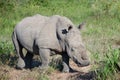 rhinoceros in the national park