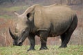 Rhinoceros in the National Park in South Africa