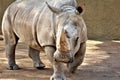 Rhinoceros at the Phoenix Zoo, Phoenix, Arizona United States Royalty Free Stock Photo