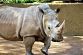 Rhinoceros at the Phoenix Zoo, Phoenix, Arizona United States Royalty Free Stock Photo