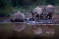 Rhinoceros in Pilanesberg NP, South Africa. White rhinoceros, Ceratotherium simum, big animal in the African nature, near the Royalty Free Stock Photo