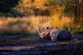 Rhinoceros in Pilanesberg NP, South Africa. White rhinoceros, Ceratotherium simum, big animal in the African nature, near the Royalty Free Stock Photo