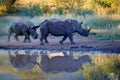 Rhinoceros in Pilanesberg NP, South Africa. White rhinoceros, Ceratotherium simum, big animal in the African nature, near the Royalty Free Stock Photo