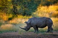 Rhinoceros in Pilanesberg NP, South Africa. White rhinoceros, Ceratotherium simum, big animal in the African nature, near the Royalty Free Stock Photo