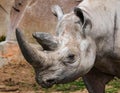 Rhinoceros Portrait in Color Royalty Free Stock Photo