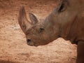 Rhinoceros portrait in desert