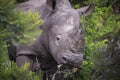 Rhinoceros portrait with horn