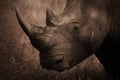 Rhinoceros Profile, Sepia