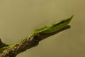 Rhinoceros ratsnake, Vietnamese longnose snake Gonyosoma boulengeri.