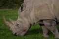 Rhinoceros, rhino, Rhinocerotidae, grazing. Royalty Free Stock Photo