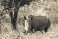 White rhinoceros closeup taken in Kruger national park Royalty Free Stock Photo