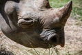 Rhinoceros (Rhinocerotidae) Royalty Free Stock Photo