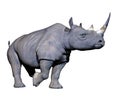 Rhinoceros running