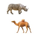 Rhinoceros side view, one hooved camel walking Royalty Free Stock Photo