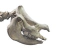 Rhinoceros skull Isolated.