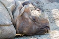 Rhinoceros sleeping on dirty ground in forest. Royalty Free Stock Photo