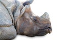 Rhinoceros sleeping isolated on white background Royalty Free Stock Photo