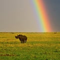 Under the rainbow - hippopotamus in the savanna Royalty Free Stock Photo