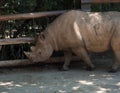 Rhinoceros in a specially allocated area at the zoo