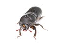 The rhinoceros stag beetle (Sinodendron cylindricum) Royalty Free Stock Photo