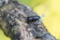 The rhinoceros stag beetle sitting on a rotten tree branch Royalty Free Stock Photo