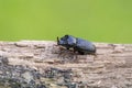 The rhinoceros stag beetle sitting on a rotten tree branch Royalty Free Stock Photo