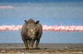 Rhinoceros stands in the background of the lake with flamingos. Kenya. National Park. Africa.