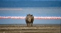 Rhinoceros stands in the background of the lake with flamingos. Kenya. National Park. Africa.