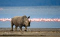 Rhinoceros stands in the background of the lake with flamingos. Kenya. National Park. Africa.