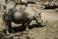 Rhinoceros in the sun watching the tourists